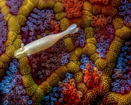 commensal shrimp and a mosaic sea star. close-up photographer of the year