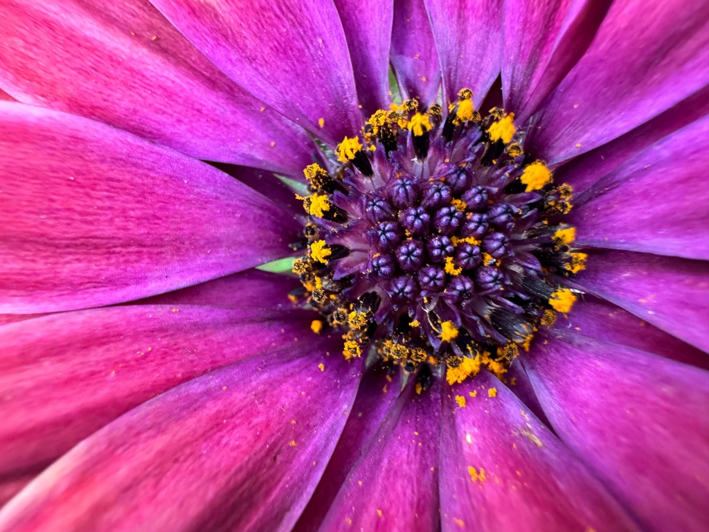 iPhone 15Pro sample image, macro shot of Pink flower